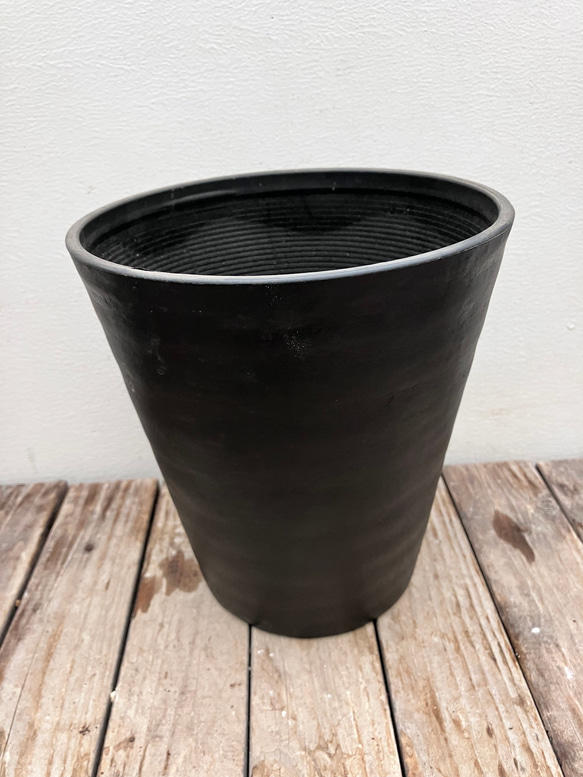 ココナッツアイス＊グレビレア＊常緑樹＊ガーデニング＊ 7枚目の画像