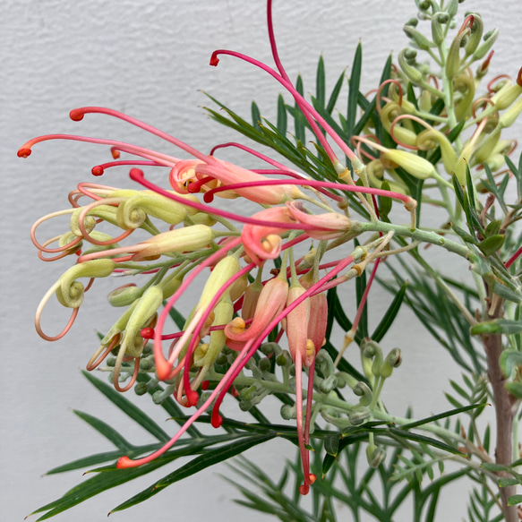 ココナッツアイス＊グレビレア＊常緑樹＊ガーデニング＊ 1枚目の画像