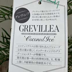 ココナッツアイス＊グレビレア＊常緑樹＊ガーデニング＊ 6枚目の画像