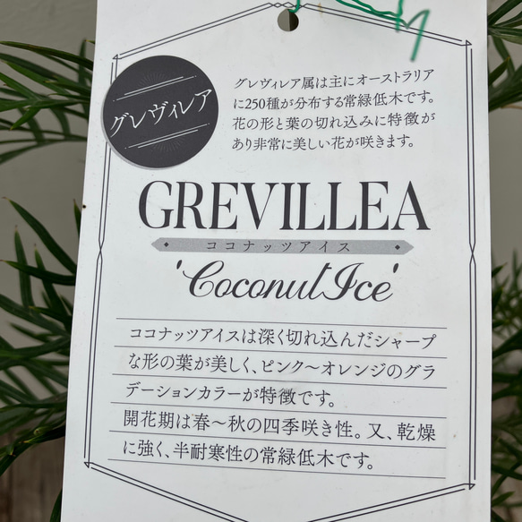 ココナッツアイス＊グレビレア＊常緑樹＊ガーデニング＊ 6枚目の画像