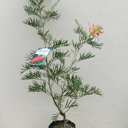 ココナッツアイス＊グレビレア＊常緑樹＊ガーデニング＊ 2枚目の画像