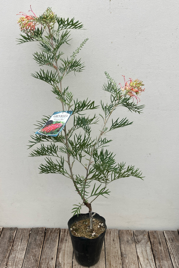 ココナッツアイス＊グレビレア＊常緑樹＊ガーデニング＊ 2枚目の画像