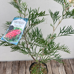 ココナッツアイス＊グレビレア＊常緑樹＊ガーデニング＊ 3枚目の画像