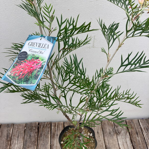 ココナッツアイス＊グレビレア＊常緑樹＊ガーデニング＊ 3枚目の画像