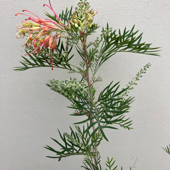 ココナッツアイス＊グレビレア＊常緑樹＊ガーデニング＊ 5枚目の画像