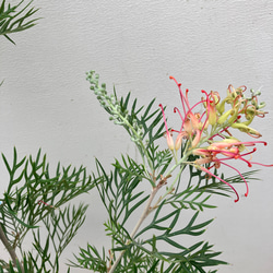 ココナッツアイス＊グレビレア＊常緑樹＊ガーデニング＊ 4枚目の画像