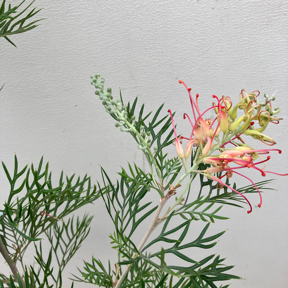 ココナッツアイス＊グレビレア＊常緑樹＊ガーデニング＊ 4枚目の画像