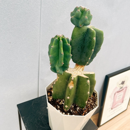 現品］♡かわいい♡ 24番 柱サボテン 鬼面角 ブランチ 5号 観葉植物