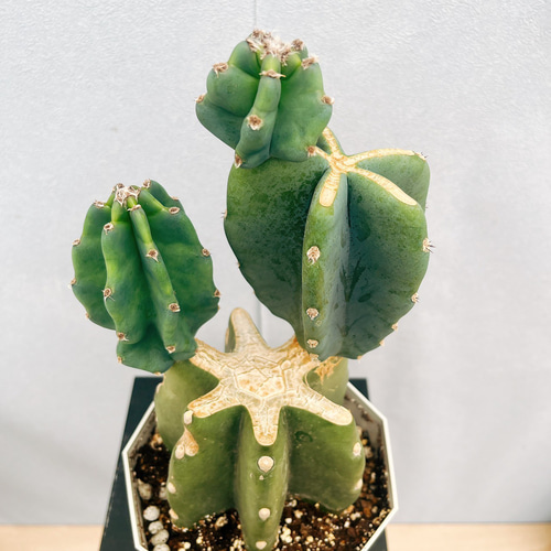 現品］♡かわいい♡ 24番 柱サボテン 鬼面角 ブランチ 5号 観葉植物