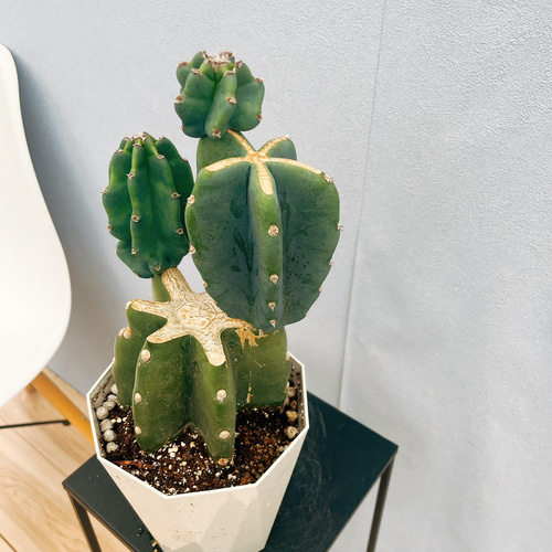 現品］♡かわいい♡ 24番 柱サボテン 鬼面角 ブランチ 5号 観葉