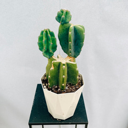 ［現品］☆初出品☆ 1番　キンコウボク　6号　観葉植物　屋外　珍しい　金厚朴 現品］☆初出品☆ 1番 キンコウボク 6号 観葉植物 屋外 珍しい