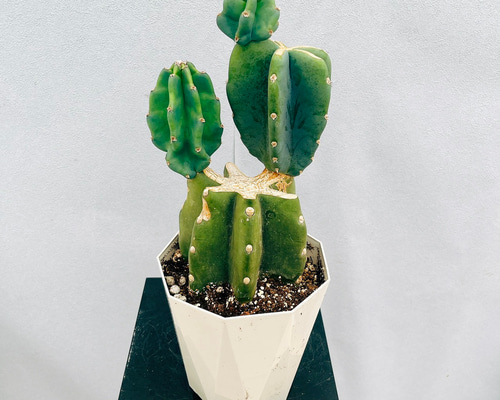 観葉植物 柱サボテン 楽天市場】観葉植物 柱サボテン8号【送料無料】【ラッピング無料