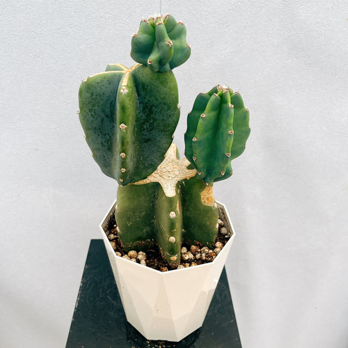 現品］♡かわいい♡ 24番 柱サボテン 鬼面角 ブランチ 5号 観葉植物