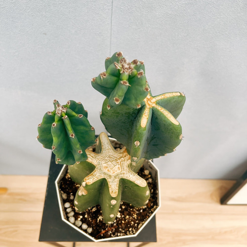 柱サボテン鬼面角ブランチ ５段 ♢送料無料♢ 現品］♡かわいい♡ 24番 柱サボテン 鬼面角 ブランチ 5号 観葉植物