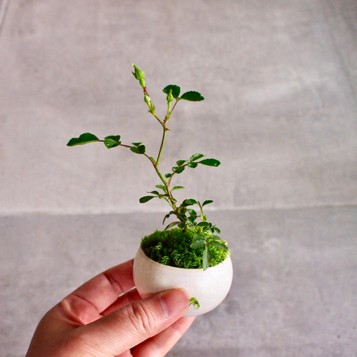 テリハノイバラ｜ミニ盆栽｜ピンクの花 | 落葉低木｜バラの香りします