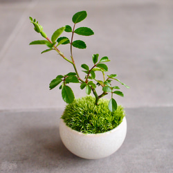 白花あけび｜盆栽｜白アケビ | 落葉樹 盆栽 bonsaikiki 通販