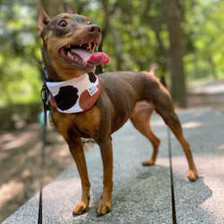 犬用 ウォータークールバンダナ　保冷剤を入れるポケット付き　水で濡らしてひんやり　三毛猫 5枚目の画像
