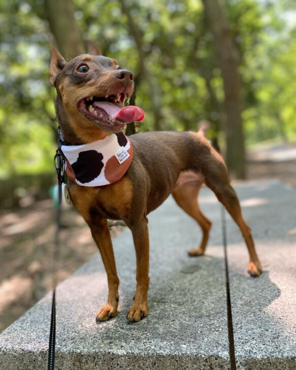 犬用 ウォータークールバンダナ　保冷剤を入れるポケット付き　水で濡らしてひんやり　三毛猫 5枚目の画像