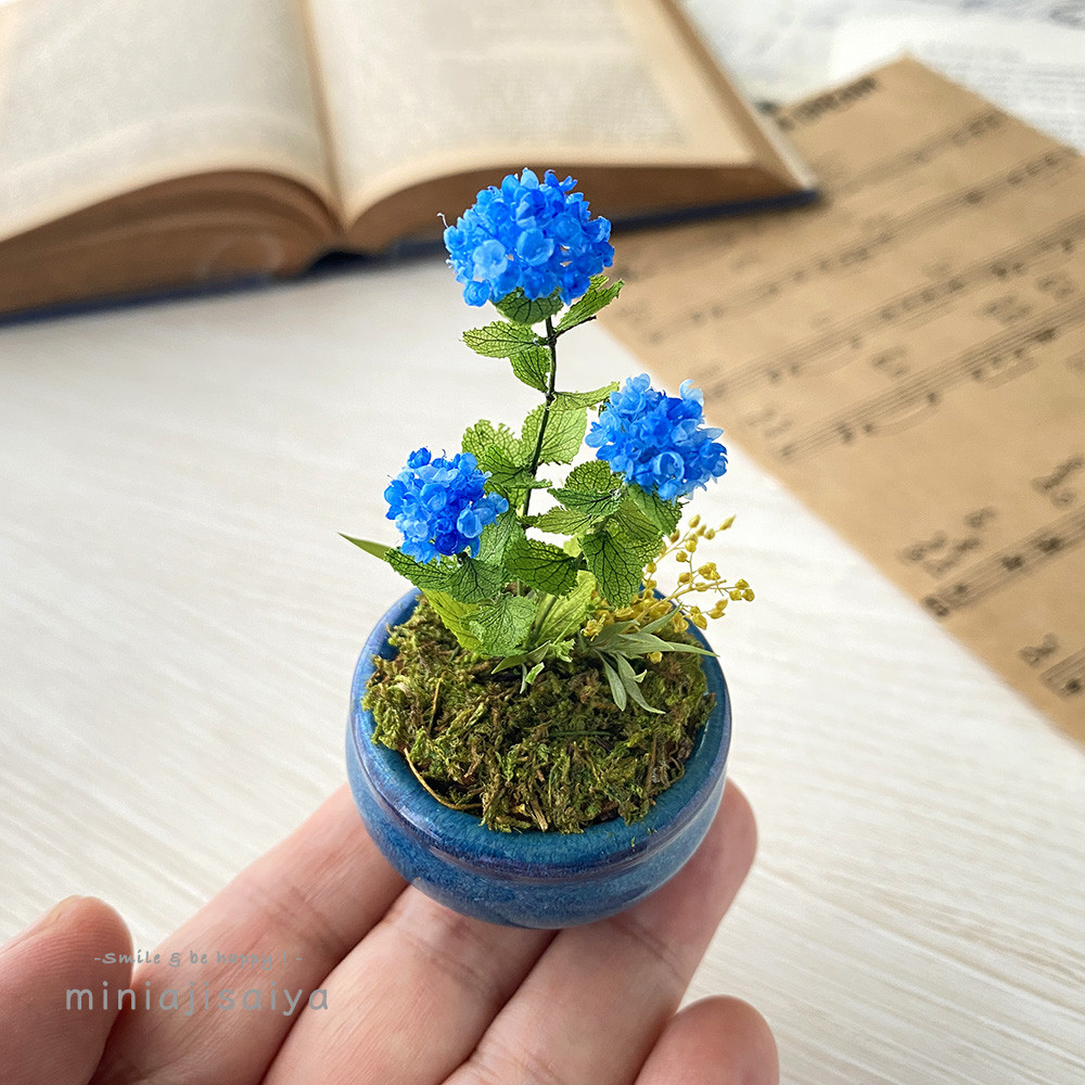 手のり紫陽花　ロイヤルブルー　3輪タイプ　〜 鉢植え仕様〜　アジサイ