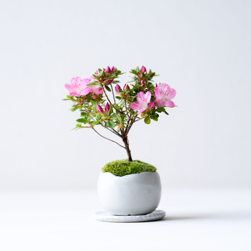 白花 ミヤマキリシマツツジ盆栽 白花 ミヤマキリシマツツジ盆栽