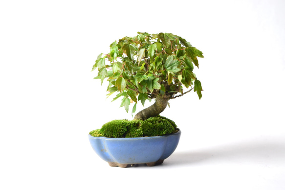 通天カエデ 盆栽145 盆栽 盆栽やす 通販 19354383｜Creema(クリーマ)
