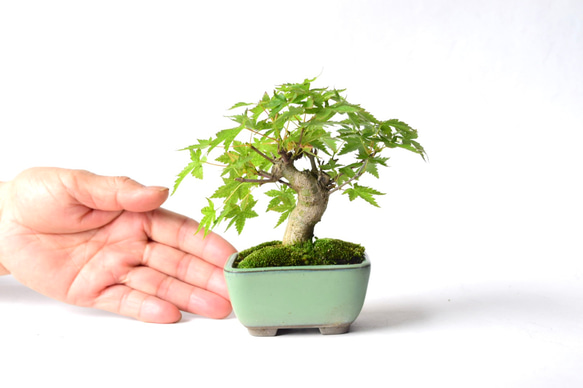 山モミジ ミニ盆栽153 盆栽 盆栽やす 通販 19354425｜Creema(クリーマ)