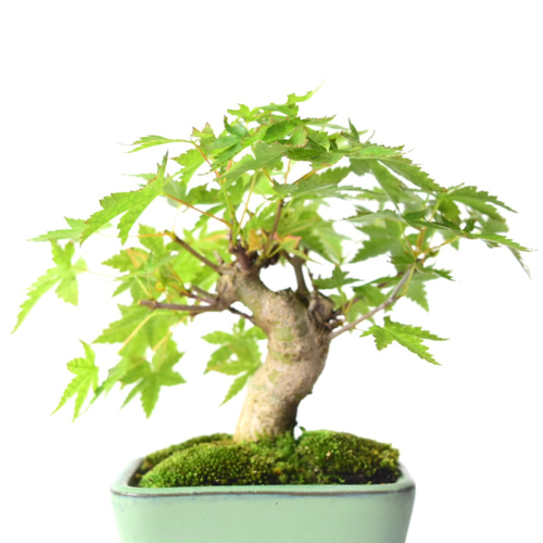 山モミジ ミニ盆栽153 盆栽 盆栽やす 通販 19354425｜Creema
