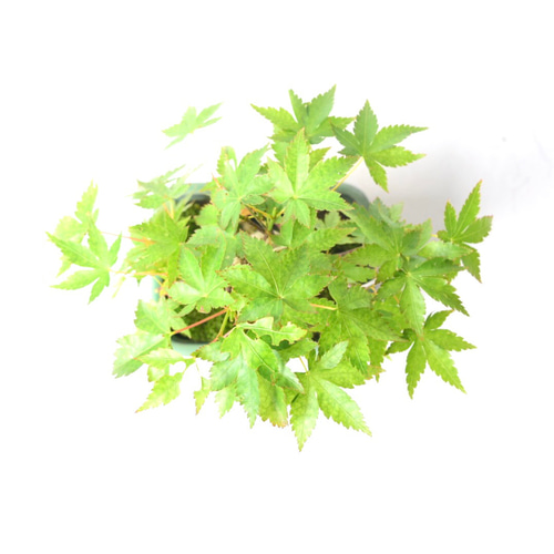 山モミジ ミニ盆栽153 盆栽 盆栽やす 通販 19354425｜Creema(クリーマ)