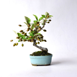 三河盆栽　グミ　盆栽 夏グミ 盆栽160 盆栽 盆栽やす 通販 19354547｜Creema(クリーマ)