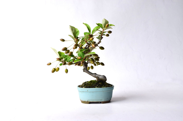 夏グミ 盆栽160 盆栽 盆栽やす 通販 19354547｜Creema(クリーマ)