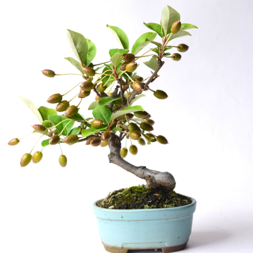 割烹盆栽の珍品ふいりのグミ bonsai E pungens 盆栽 寒グミ 葉切り - YouTube