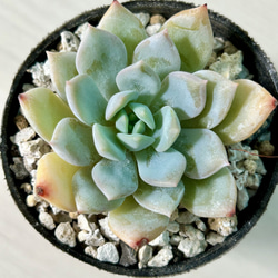 多肉植物 札落ち苗 多肉植物 火煙植芸 通販 19355492｜Creema(クリーマ)