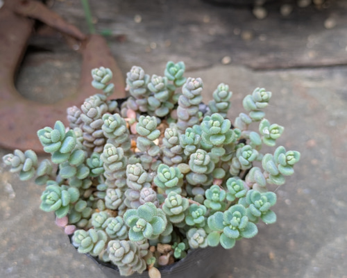 多肉植物 ダシフィルム セダム ポット内全てカット 根元からカット