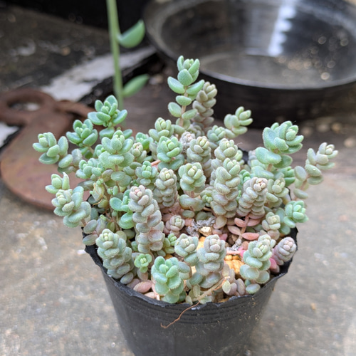 多肉植物 ダシフィルム セダム ポット内全てカット 根元からカット