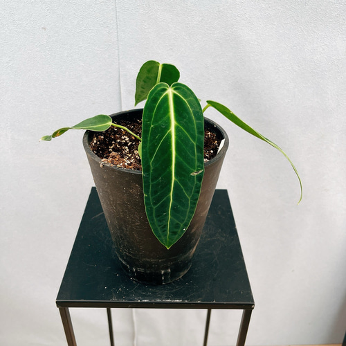 ［現品］【珍しい】3番　アンスリウム　ワロクアーナム　2.5号　観葉植物　室内 現品］【珍しい】3番 アンスリウム ワロクアーナム 2.5号 観葉