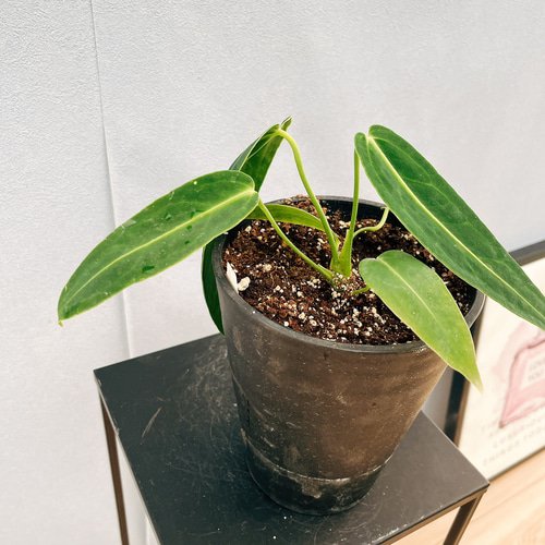 アンスリウム ワロクアーナム 2 34 アンスリウム ワロクアーナム