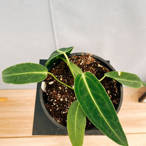 ［現品］【珍しい】3番　アンスリウム　ワロクアーナム　2.5号　観葉植物　室内 現品］【珍しい】3番 アンスリウム ワロクアーナム 2.5号 観葉