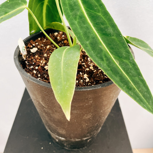 ［現品］【珍しい】3番　アンスリウム　ワロクアーナム　2.5号　観葉植物　室内 現品］【珍しい】3番 アンスリウム ワロクアーナム 2.5号 観葉