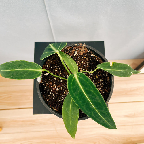 現品］【珍しい】3番 アンスリウム ワロクアーナム 2.5号 観葉植物