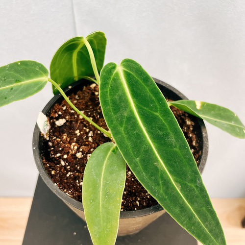 現品］【珍しい】3番 アンスリウム ワロクアーナム 2.5号 観葉植物