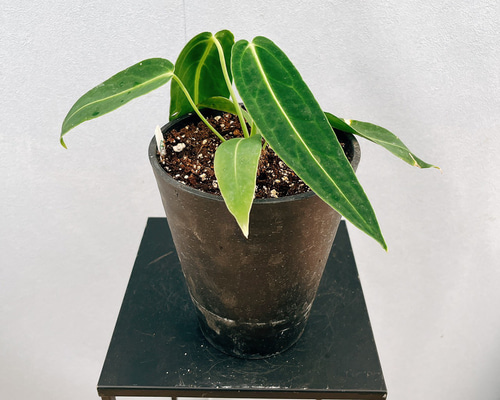 現品］【珍しい】3番 アンスリウム ワロクアーナム 2.5号 観葉植物