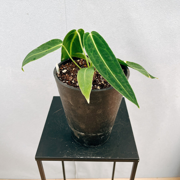 ［現品］【珍しい】3番　アンスリウム　ワロクアーナム　2.5号　観葉植物　室内 現品］【珍しい】3番 アンスリウム ワロクアーナム 2.5号 観葉植物