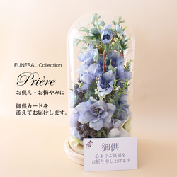 希少♡斑入り♡エバーフレッシュ♡ネムの木♡観葉植物