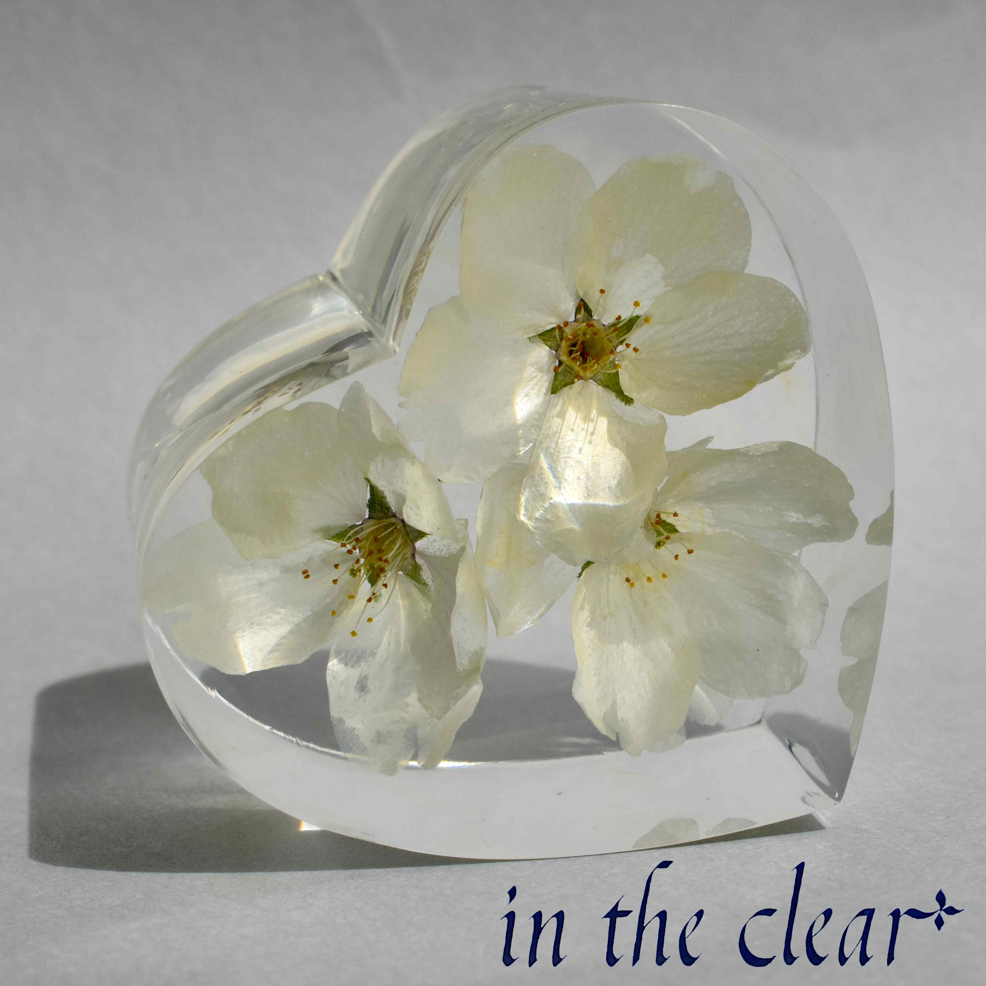 植物標本　桜　染井吉野　ハート型　小