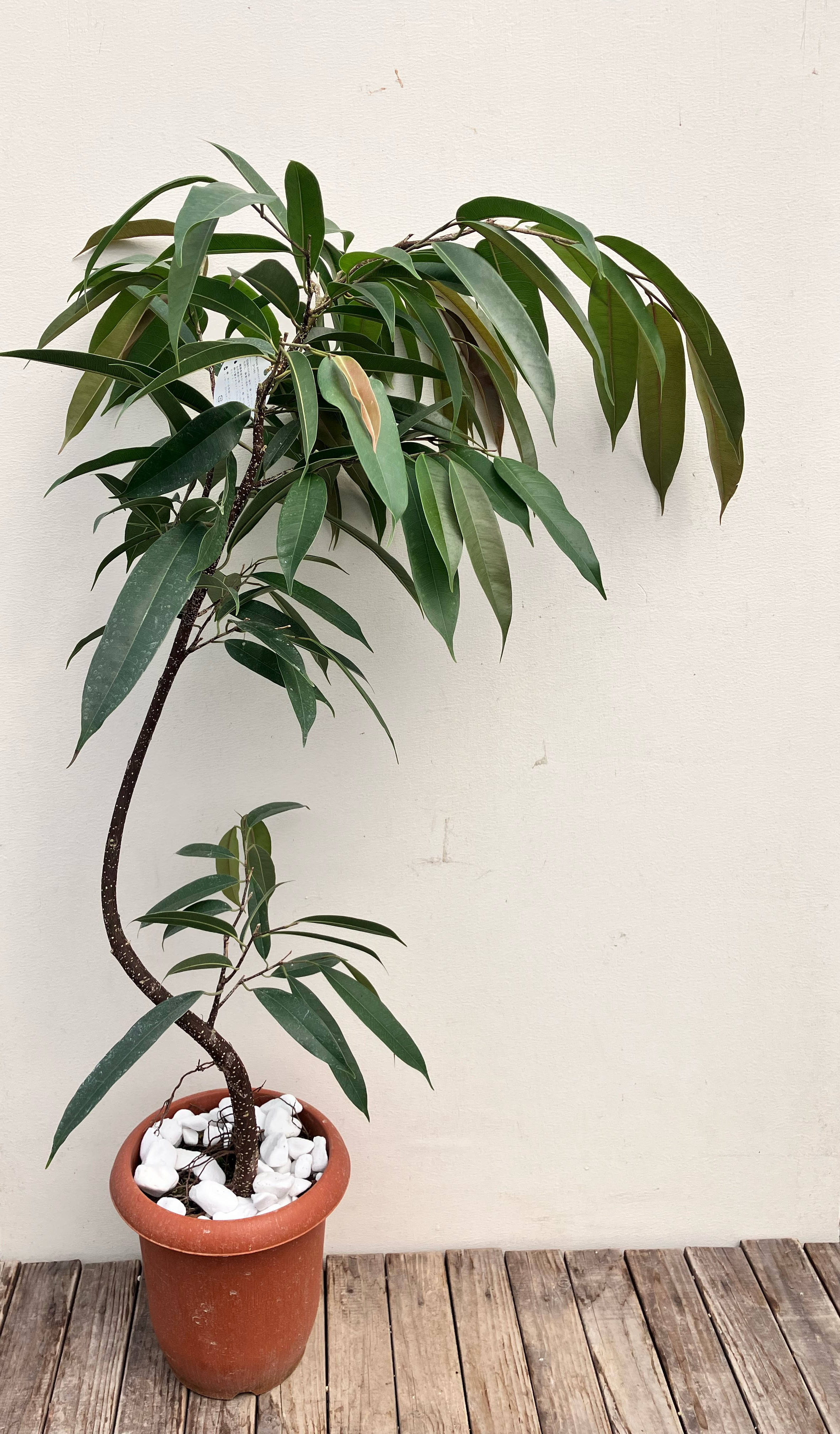 フィカス　アムステルダムキング　 曲がり ゴムの木　観葉植物　シンボルツリー Amazon｜観葉植物 フィカス アムステルダムキング 10号 曲がり