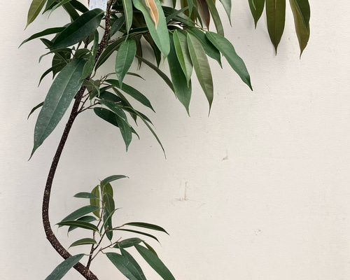 アムステルダムキング＊フィカス＊ゴムの木＊観葉植物＊曲がりの