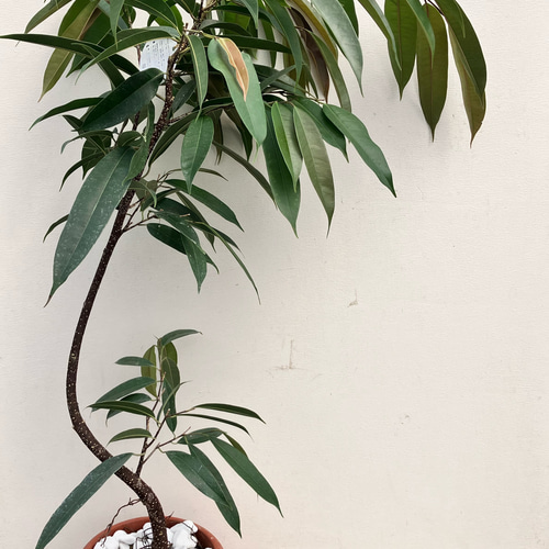 アムステルダムキング＊フィカス＊ゴムの木＊観葉植物＊曲がりの観葉