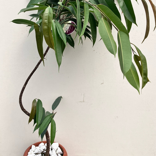 アムステルダムキング＊フィカス＊ゴムの木＊観葉植物＊曲がりの観葉