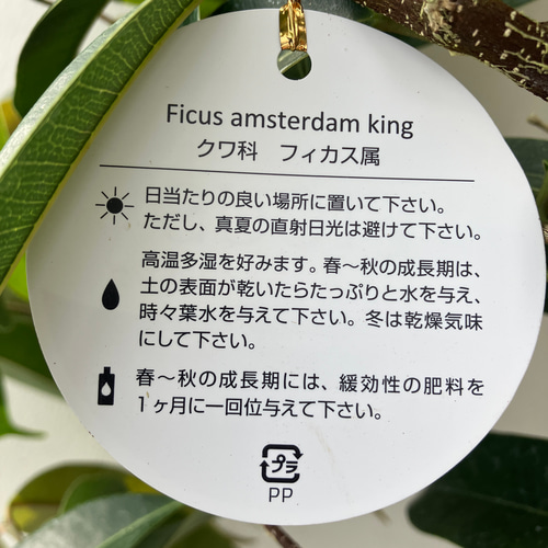 アムステルダムキング＊フィカス＊ゴムの木＊観葉植物＊曲がりの観葉
