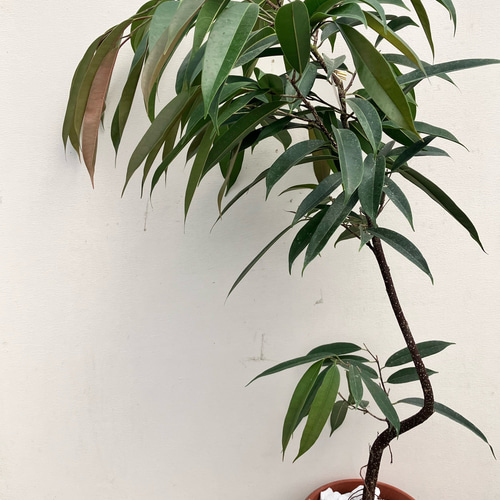 沖縄産　フィカス　アムステルダムキング　 曲がり ゴムの木　観葉植物　お祝い アムステルダムキング＊フィカス＊ゴムの木＊観葉植物＊曲がりの